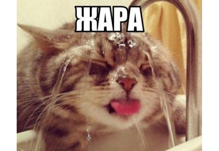 Лето и Жарко? А каково же нашим питомцам? Лето и Жарко? А каково же нашим питомцам?